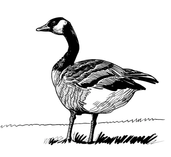 Goose Bird Standing Grass Hand Drawn Retro Styled Ink Black — Stock Photo, Image