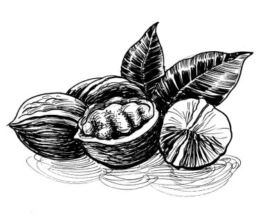 Bir avuç ceviz. Elle çizilmiş siyah beyaz çizim.