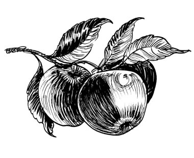 Ağaç dalında üç elma meyvesi. Elle çizilmiş siyah beyaz çizim.