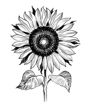 Çiçek açan ayçiçeği. El yapımı retro stili mürekkep siyah beyaz çizim