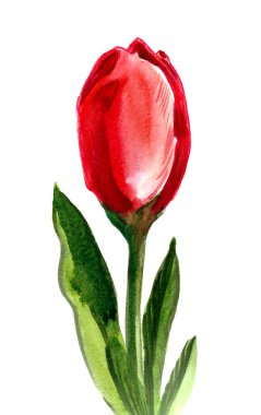 Lale çiçeği. El yapımı mürekkep ve suluboya çizim.