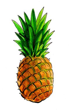 Ananas meyvesi. El yapımı mürekkep ve suluboya resimleme