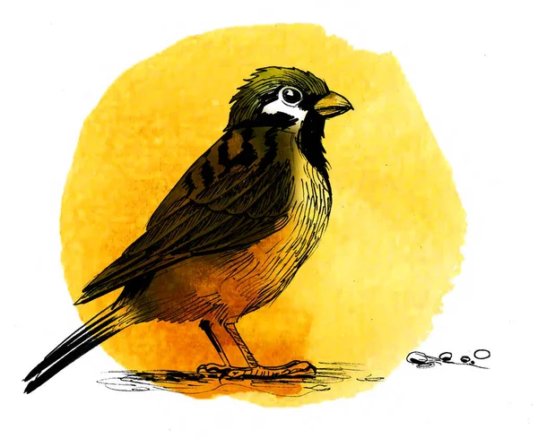 麻雀鸟手绘油墨和水彩画 — 图库照片