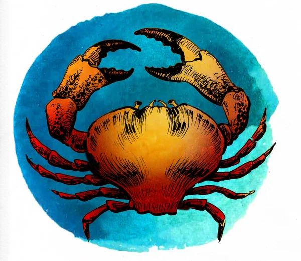 Crab in water. Hand-drawn ink and watercolor sketch