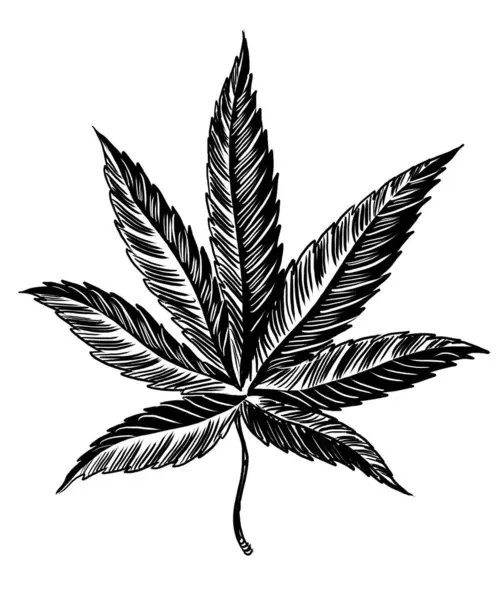 Cannabis Leaf Hand Drawn Black White Illustration — Stock Photo, Image