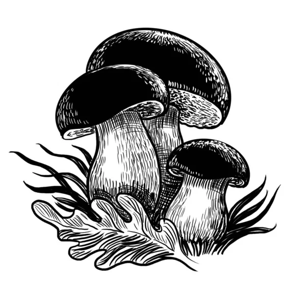 Essbare Pilze Handgezeichnete Schwarz Weiß Illustration — Stockfoto
