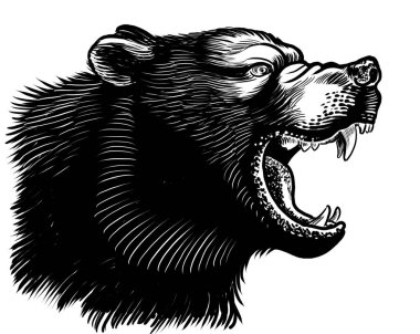 Kükreyen ayı. Elle çizilmiş siyah ve beyaz çizimler