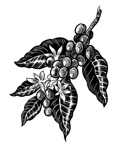 Coffee tree branch. Hand-drawn black and white drawing