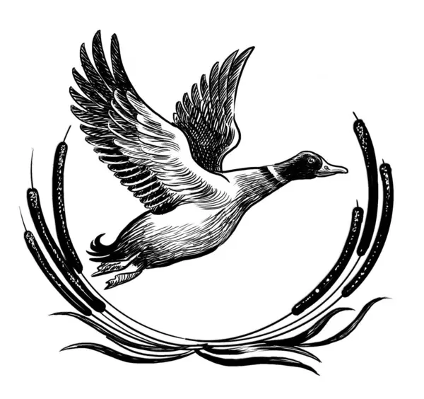 Létající Divoká Kachna Ručně Kreslená Černobílá Ilustrace — Stock fotografie