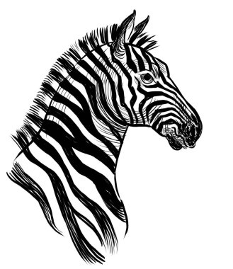 Zebra kafası. Elle çizilmiş siyah ve beyaz çizimler