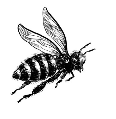 Uçan arı. El yapımı siyah-beyaz çizimi.