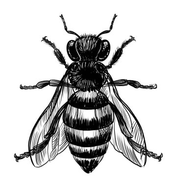 Arı böceği. Elle çizilmiş siyah ve beyaz çizimler