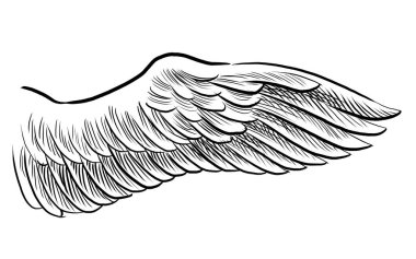 Kuş kanadı. Elle çizilmiş siyah ve beyaz çizimler