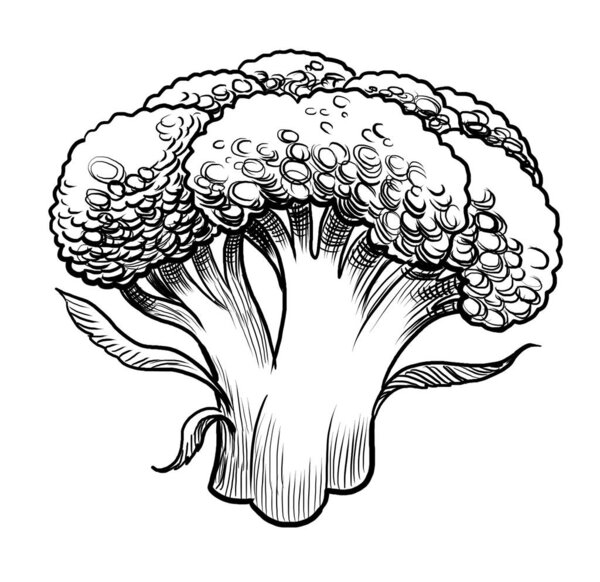 Bunch of broccoli. Hand-drawn black and white illustration