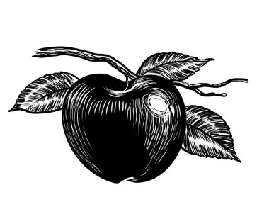 Ağaç dalında elma meyvesi. El yapımı siyah-beyaz çizimi.