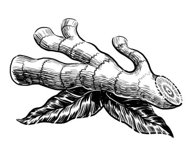 Zencefil kökü. El yapımı siyah-beyaz çizimi.