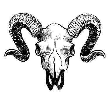 Koç kafatası. El yapımı siyah-beyaz çizimi.