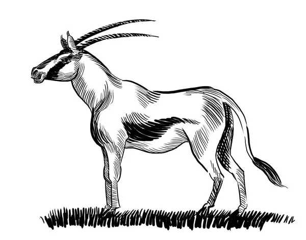 Antelope Berdiri Ilustrasi Hitam Dan Putih Bergaya Retro Tangan Stok Gambar