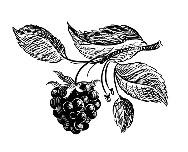 Blackberry Sauvage Illustration Rétro Dessinée Main Noir Blanc Image En Vente