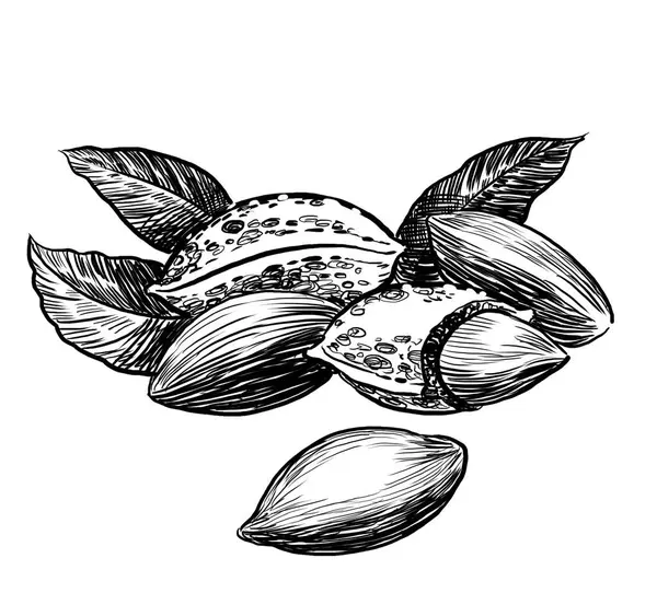 Sekumpulan Kacang Almond Ilustrasi Hitam Dan Putih Bergaya Retro Tangan Stok Foto