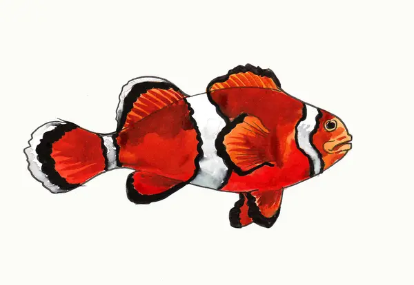 Clownfisk Bläck Och Akvarell Handritad Skiss Stockbild