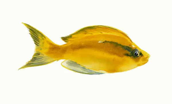 Ikan Karang Kuning Sketsa Warna Air Stok Lukisan  