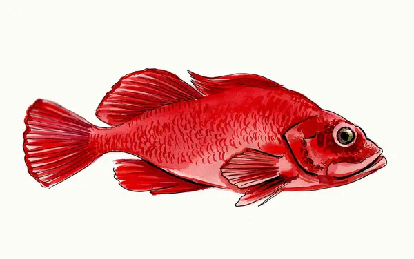 Röd Akvarell Havsfisk Handritad Skiss Stockbild