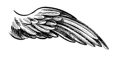 Kuş kanadı. El çizimi mürekkep siyah beyaz çizim