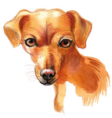 Şirin köpek. El çizimi mürekkep ve suluboya çizim