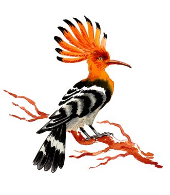 Hoopoe kuşu. El çizimi mürekkep ve suluboya çizim