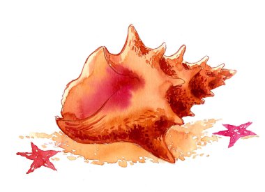 Deniz kabuğu ve deniz yıldızları. El çizimi mürekkep ve suluboya çizim