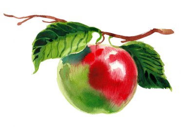 Ağaç dalında elma meyvesi. Suluboya resim