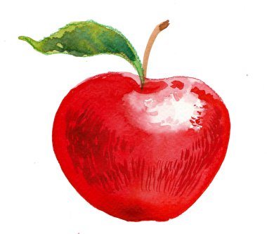 Kırmızı elma meyvesi. El çizimi suluboya çizimi