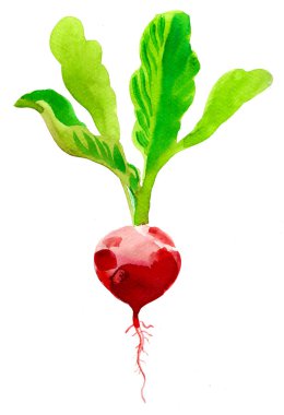 Kırmızı turp. El çizimi suluboya çizimi