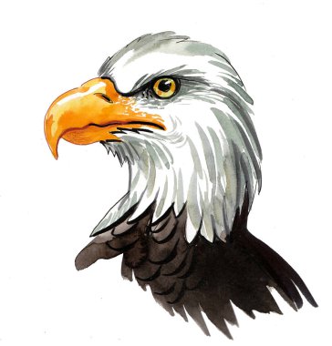 Kartal kafa. El çizimi suluboya çizimi