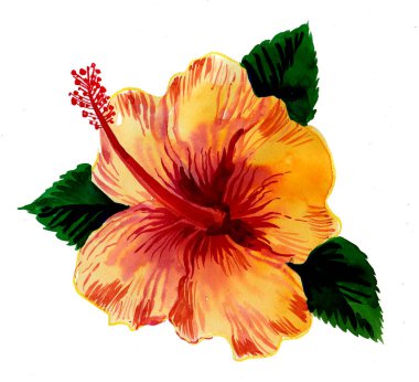 Sarı amber çiçeği. El çizimi suluboya çizimi