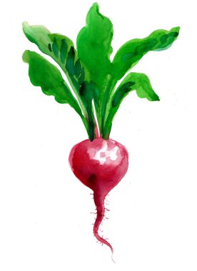Kırmızı turp. El çizimi suluboya çizimi