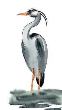 Balıkçıl kuş. El çizimi suluboya çizimi