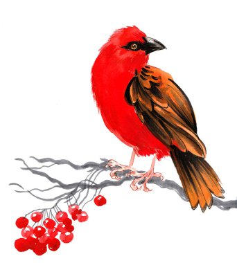 Kırmızı kuş ve kırmızı dutlar. Kanadalı bir erkeğin ortalama boyu