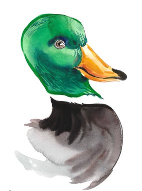 Ördek kafa. El çizimi suluboya çizimi