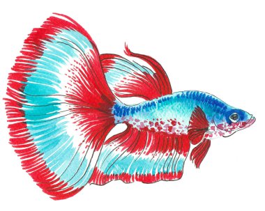 Renkli balıklar. El çizimi suluboya çizimi