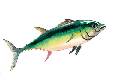 Ton balığı. El çizimi suluboya çizimi