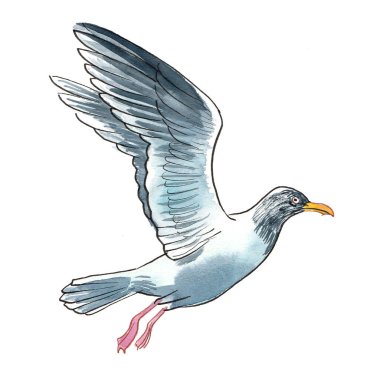 Uçan martı. El çizimi suluboya çizimi
