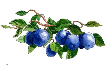 Ağaç dalında erik meyvesi. El çizimi suluboya çizimi