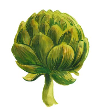 Enginar sebzesi. El çizimi suluboya çizimi