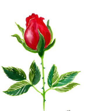 Kırmızı gül çiçeği. El çizimi suluboya çizimi
