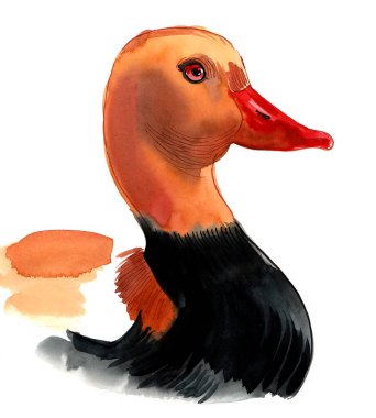 Ördek kafa. El çizimi suluboya çizimi