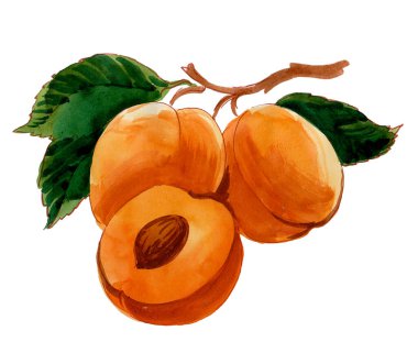 Ağaç dalında kayısı meyvesi. El çizimi suluboya çizimi