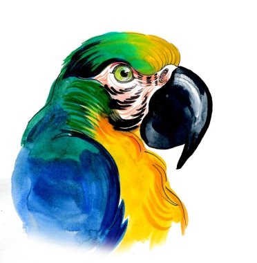 Papağan kuş kafası. El çizimi suluboya çizimi