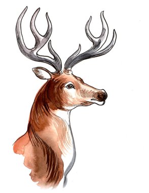 Geyik kafası. El çizimi suluboya çizimi